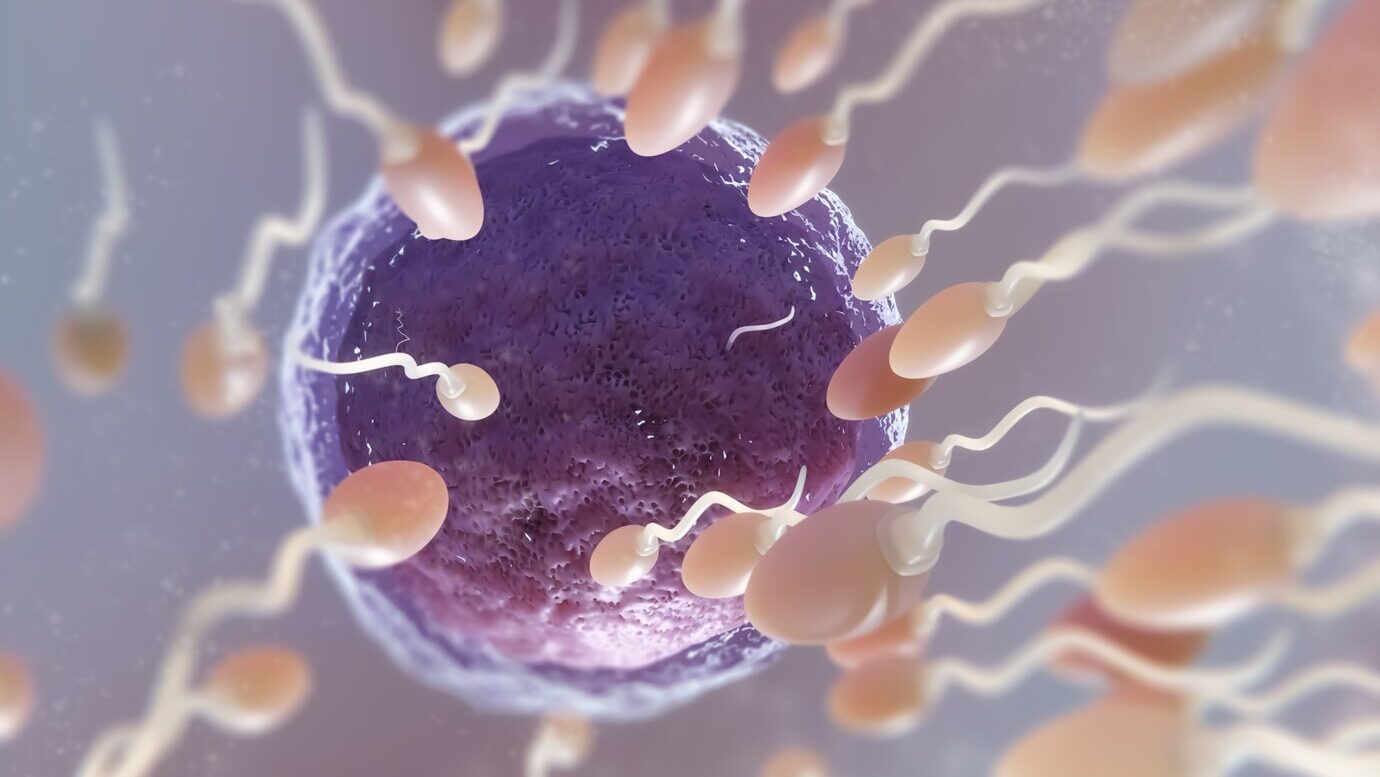 Fertility - a sperm and egg cell