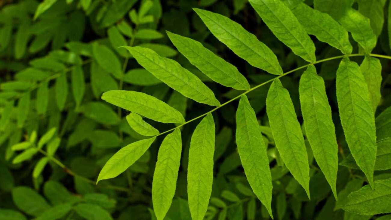 Neem: The Ultimate Natural Herb for Skin and Hair