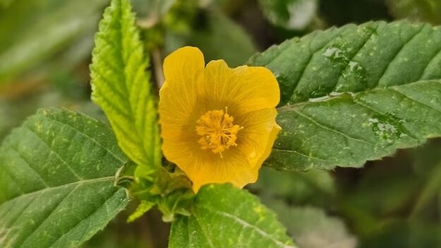 Bala Sida cordifolia