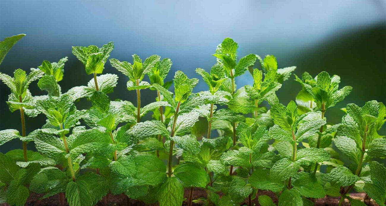 Methi Plant