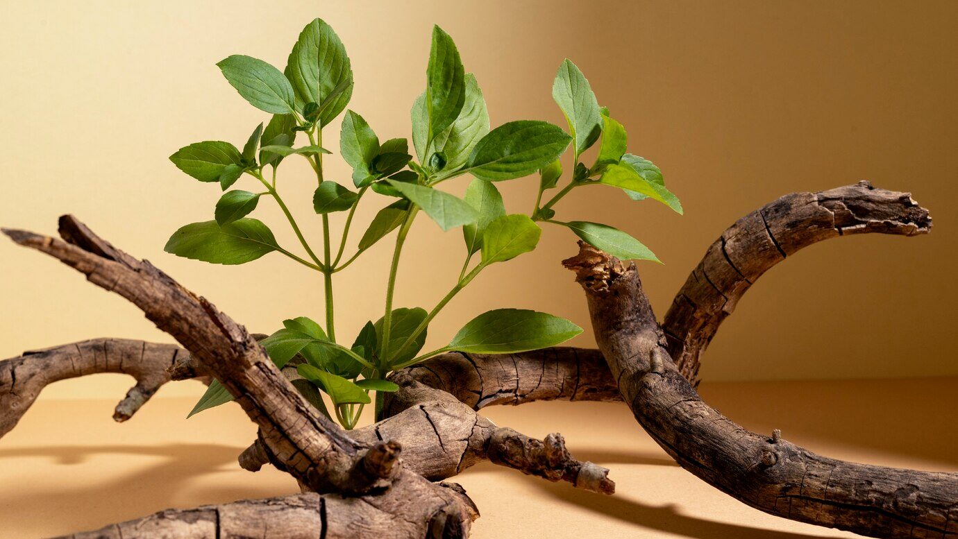 Natural Remedies for Inflammation-Induced Chronic Pain