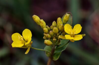 Ayurvedic Herbs to Naturally Lower Blood Sugar Levels 2 Shankhpushpi
