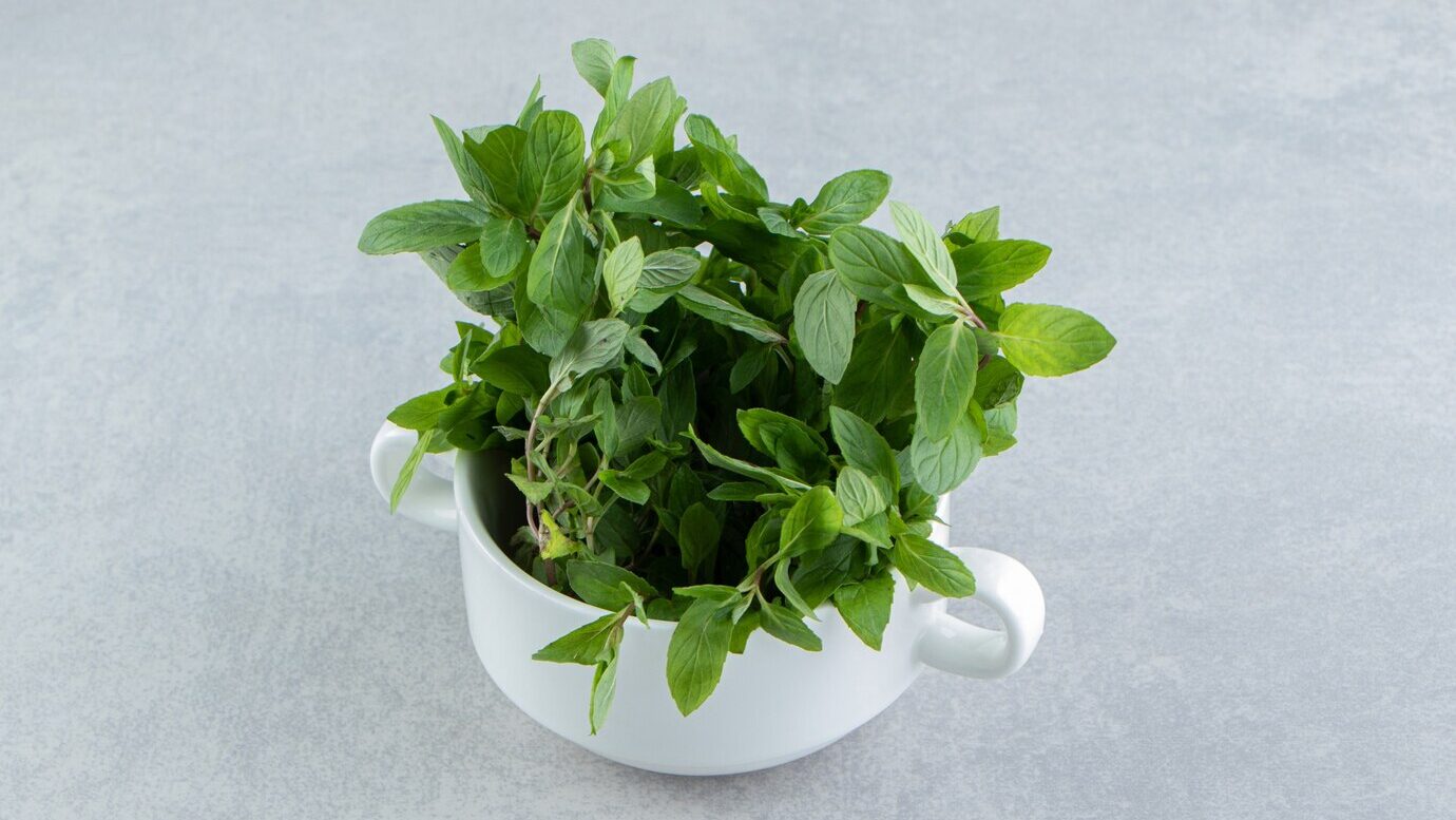 Tulsi Holy Basil