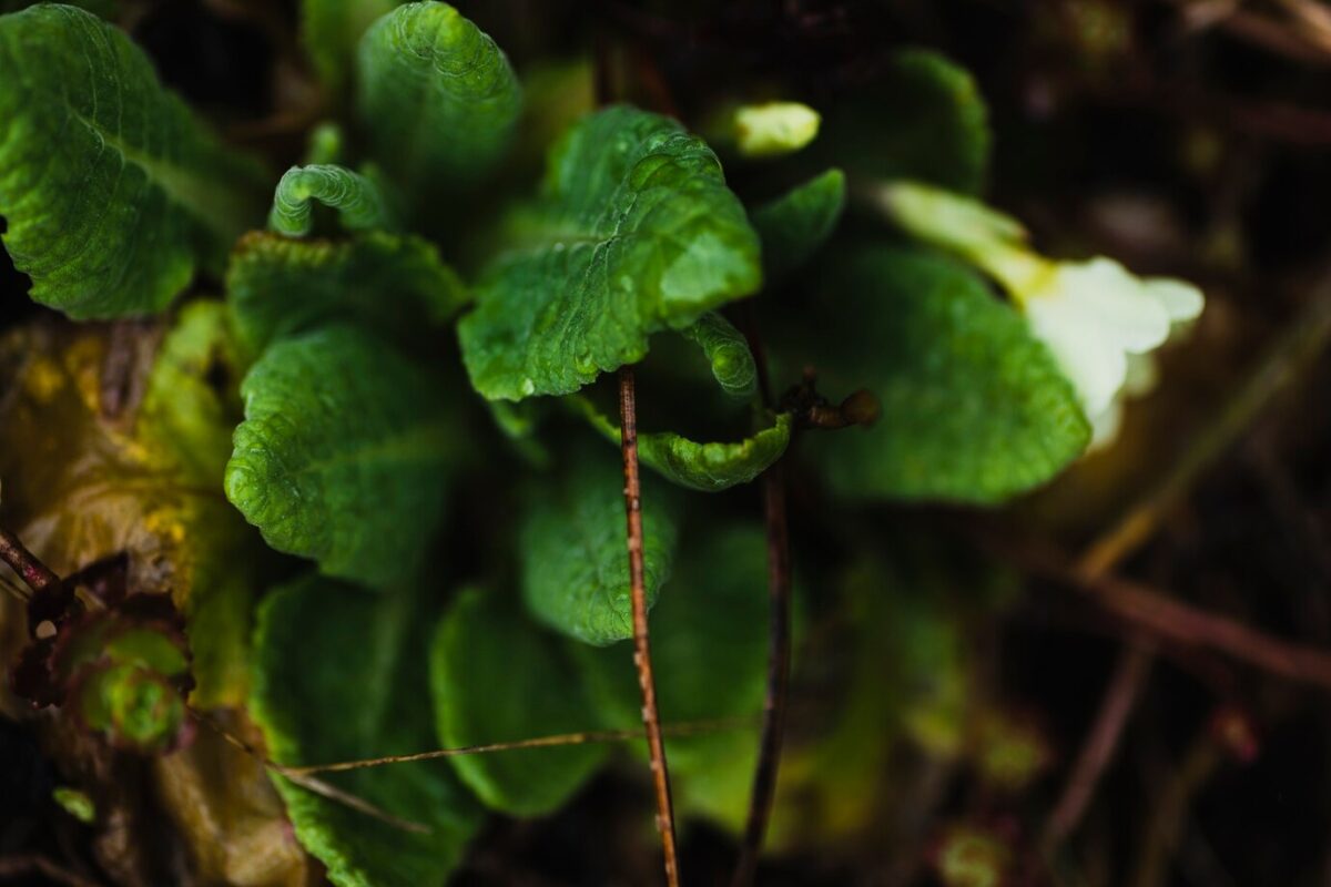 Guduchi (Giloy) – The Ultimate Immunity Booster