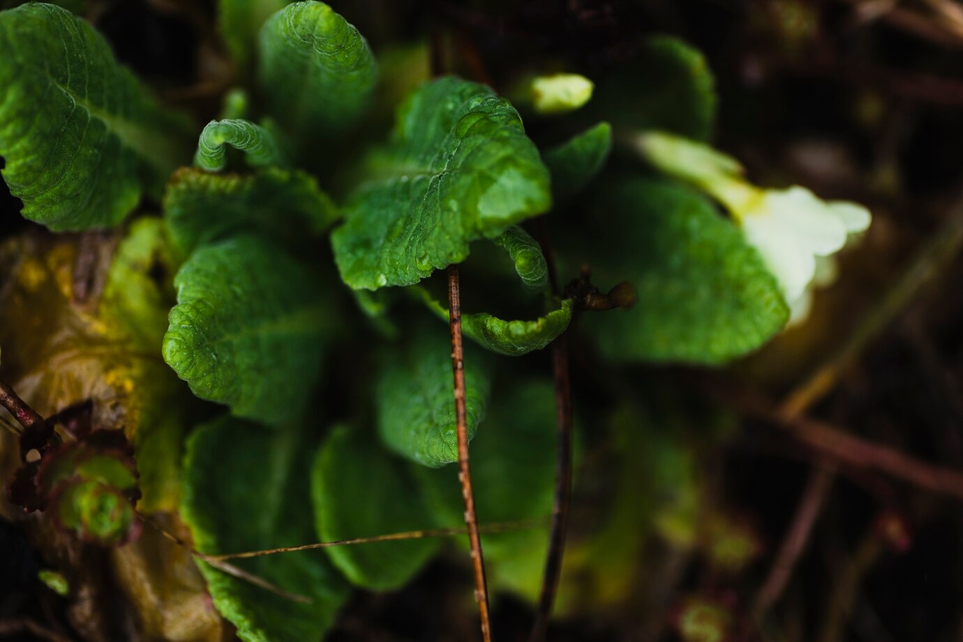 Guduchi (Giloy) – The Ultimate Immunity Booster