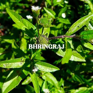 BHRINGRAJPOWDER 1