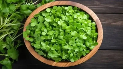 brahmi1
