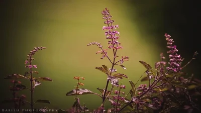 tulsi 1